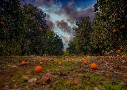 سحر الطبيعة في وادي قانا
عدسة : محمود معطان