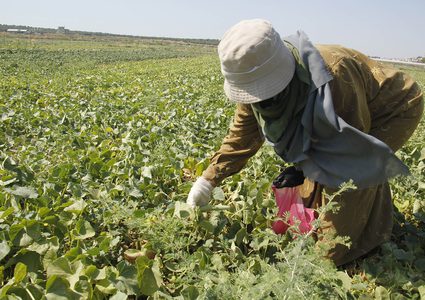 وزارة الزراعة: صرف دفعة مالية لـ88 مزارعا في المحافظات الجنوبية
