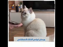 مياو توك تطبيق جديد لفهم ماذا تقول لك قطتك !