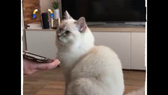 مياو توك تطبيق جديد لفهم ماذا تقول لك قطتك !