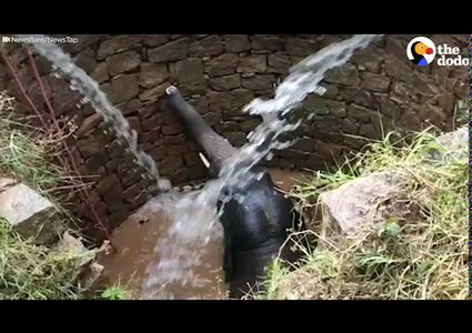 انقاذ فيل واخراجه من بئر عميق في الهند