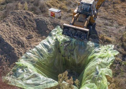 بعد دفنه خشية من انتشار كورونا.. حيوان المنك يظهر من جديد!
