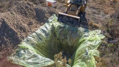 بعد دفنه خشية من انتشار كورونا.. حيوان المنك يظهر من جديد!