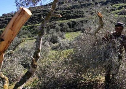 مستوطنون يقتلعون أشجار زيتون في بروقين غرب سلفيت