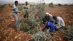 مستوطنون يقطعون أشجارا في بلدة ترمسعيا