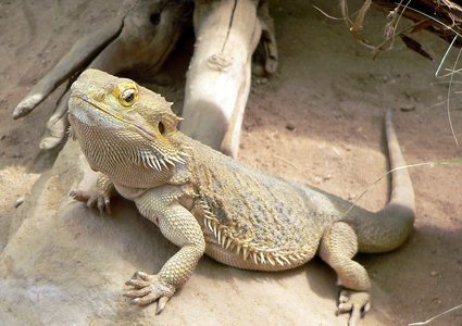 ماذا فعل الزمن بأرجل السحالي؟