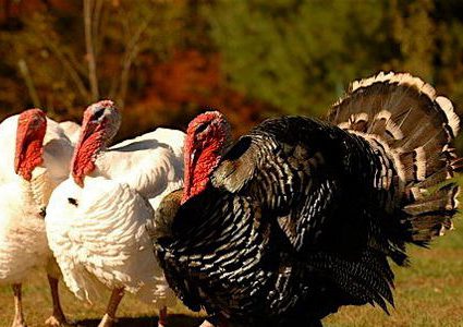 إعدام 10000 ديك رومي في مزرعة بانجلترا بسبب انفلونزا الطيور