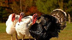 إعدام 10000 ديك رومي في مزرعة بانجلترا بسبب انفلونزا الطيور