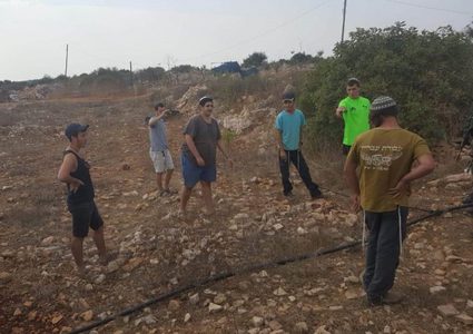 نابلس: مستوطنون يزرعون أشتال زيتون