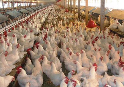 اتفاق يقضي بتحديد سعر الدواجن في قطاع غزة