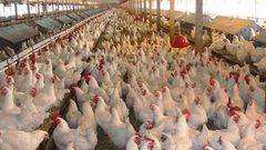 اتفاق يقضي بتحديد سعر الدواجن في قطاع غزة