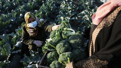 خريجات فلسطينيات يحصدن البروكلي في مزرعة بخان يونس جنوب قطاع غزة