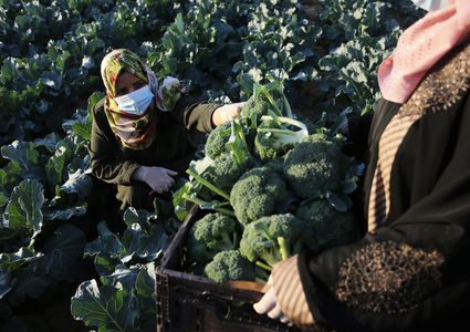 خريجات فلسطينيات يحصدن البروكلي في مزرعة بخان يونس جنوب قطاع غزة