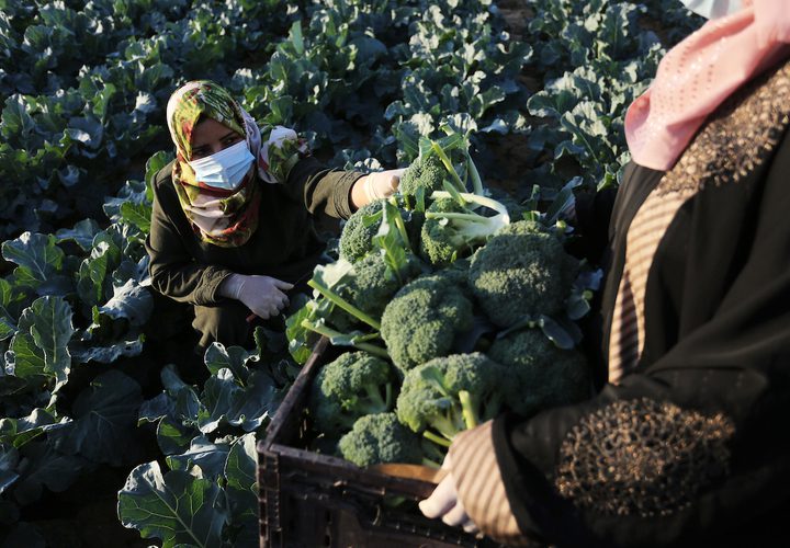 خريجات فلسطينيات يحصدن البروكلي في مزرعة بخان يونس جنوب قطاع غزة