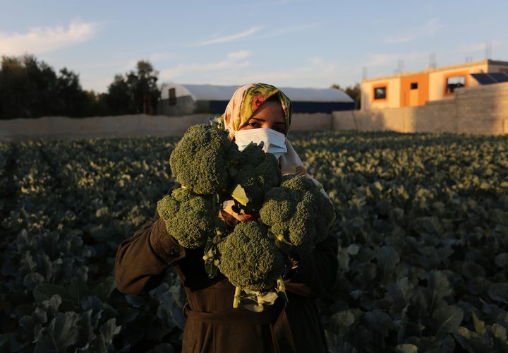 خريجات فلسطينيات يحصدن البروكلي في مزرعة بخان يونس جنوب قطاع غزة