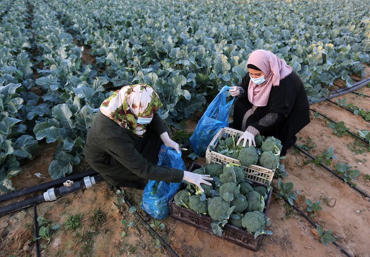 خريجات فلسطينيات يحصدن البروكلي في مزرعة بخان يونس جنوب قطاع غزة