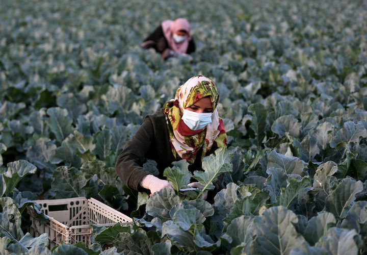 خريجات فلسطينيات يحصدن البروكلي في مزرعة بخان يونس جنوب قطاع غزة