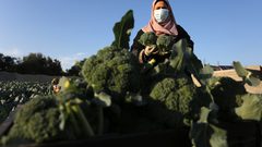 خريجات فلسطينيات يحصدن البروكلي في مزرعة بخان يونس جنوب قطاع غزة