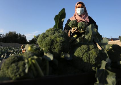سيدات يحصدن البروكلي في مزرعة بخان يونس جنوب قطاع غزة