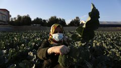 خريجات فلسطينيات يحصدن البروكلي في مزرعة بخان يونس جنوب قطاع غزة