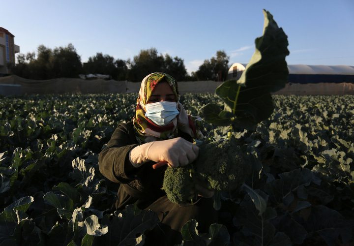 خريجات فلسطينيات يحصدن البروكلي في مزرعة بخان يونس جنوب قطاع غزة