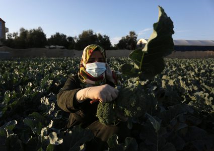 سيدات يحصدن البروكلي في مزرعة بخان يونس جنوب قطاع غزة