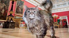 فرنسي يتبرع بجزء من ثروته كاملة للقطط في متحف الإرميتاج