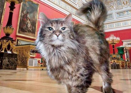 فرنسي يتبرع بجزء من ثروته كاملة للقطط في متحف الإرميتاج