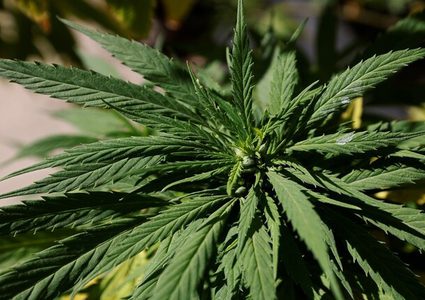 مشروع قانون أميركي يلغي العقوبات الفدرالية على الماريجوانا