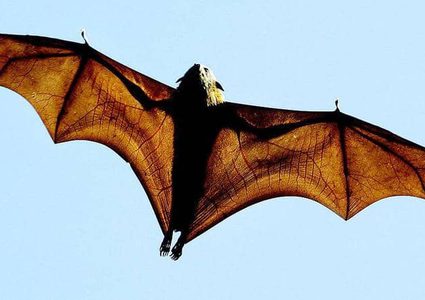 فايروسات أخرى من كورونا قد تنتقل لنا