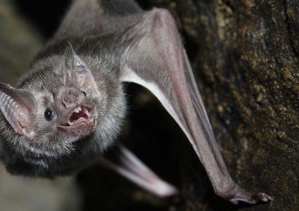 عالمة صينية بارزة تحذر من إنتشار أوبئة مشابهة لوباء كورونا