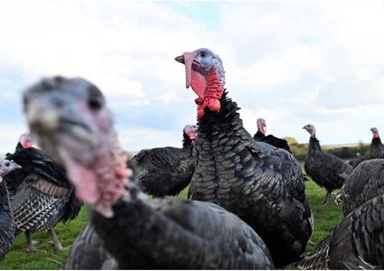 إعدام 30 ألف ديك رومي في بريطانيا بسبب انفلونزا الطيور