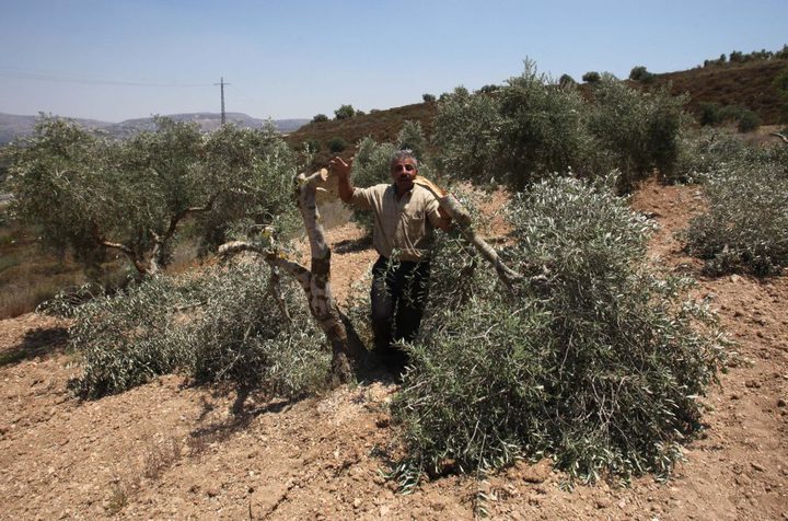 مستوطنون يقطعون 42 شجرة زيتون معمرة شرق سلفيت
