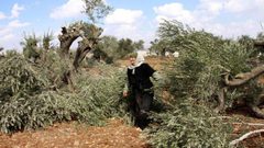 مستوطنون يقطعون أشجار زيتون غرب سلفيت