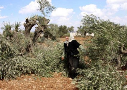 مستوطنون يقطعون أشجار زيتون غرب سلفيت