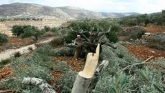 سلفيت: مستوطنون يقتلعون أشتال زيتون
