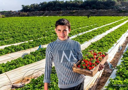 قطف ثمار الفراولة "التوت الأرضي" في بيت لاهيا شمال قطاع غزة