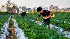 قطف ثمار الفراولة "التوت الأرضي" في بيت لاهيا شمال قطاع غزة