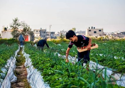 قطف ثمار الفراولة "التوت الأرضي" في بيت لاهيا شمال قطاع غزة