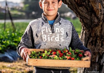 قطف ثمار الفراولة "التوت الأرضي" في بيت لاهيا شمال قطاع غزة