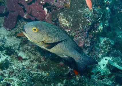 العثور على أكبر الأسماك عمرًا في العالم