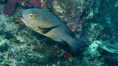 العثور على أكبر الأسماك عمرًا في العالم