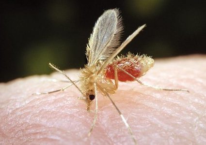 "الليشمانيا" تثير فزع السعوديين