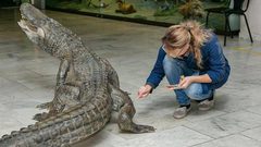 روسيا تخلد تمساح هتلر