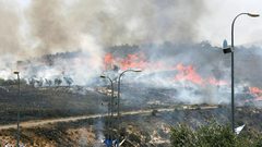 مستوطنون يحرقون مئات أشجار الزيتون جنوب الخليل