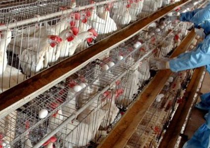 وزارة الزراعة تمنع دخول الطيور الحية من الداخل المحتل