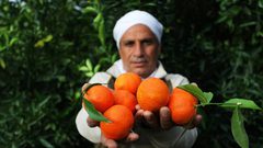 قطف ثمار الكلمنتينا في بيت حانون شمال قطاع غزة