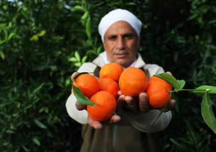قطف ثمار الكلمنتينا في بيت حانون شمال قطاع غزة