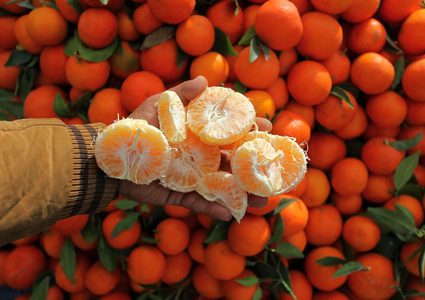 قطف ثمار الكلمنتينا في بيت حانون شمال قطاع غزة