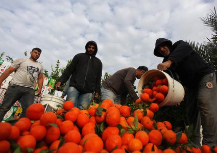 قطف ثمار الكلمنتينا في بيت حانون شمال قطاع غزة